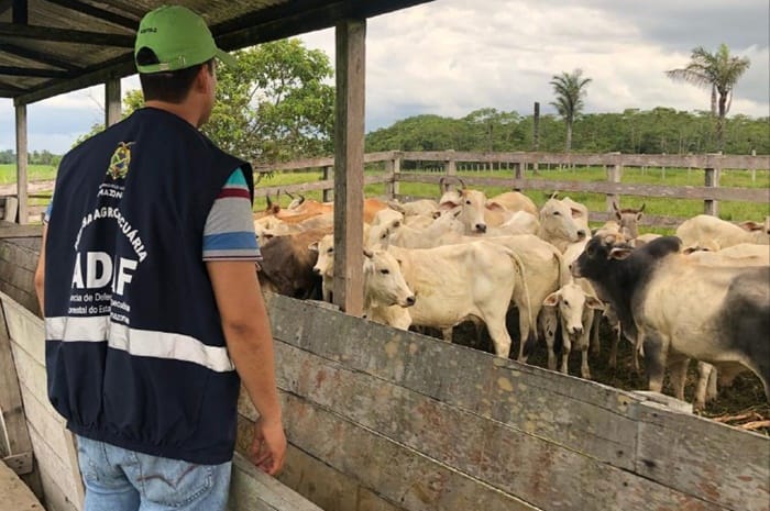 Adaf incrementa serviço veterinário no interior do Amazonas