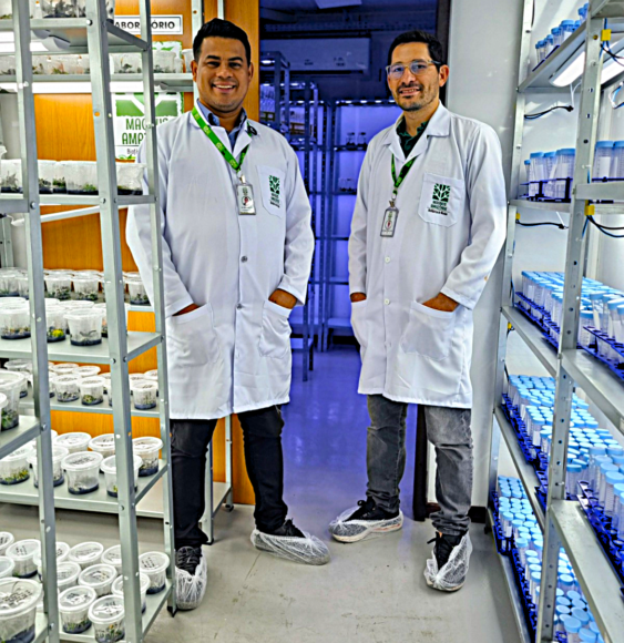 Mudas para arborizar a Amazônia - Nosso foco e a producao de mudas clonadas de especies nativas da Amazonia Nosso foco é a produção de mudas clonadas de espécies nativas da Amazônia.