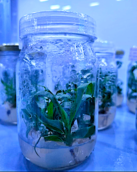 Mudas para arborizar a Amazônia - Temos capacidade para produzir ate 20 mil mudas mes in vitro Temos capacidade para produzir até 20 mil mudas_mês in vitro.