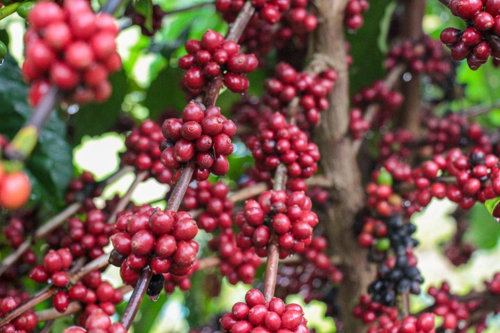 Produção de café -IDAAM