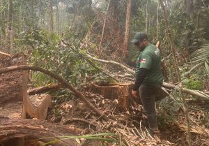 Período do Defeso Florestal chega ao fim nesta quinta-feira no Amazonas - Fim do Defeso Florestal Foto 4 14 05 2025 300x209 1 Foto: Arquivo/Ipaam
