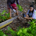 (fFoto: Henrique Saunier/Divulgação Idesam)