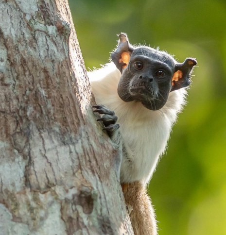 Sauim-de-coleira, o símbolo de Manaus, corre sério risco de extinção