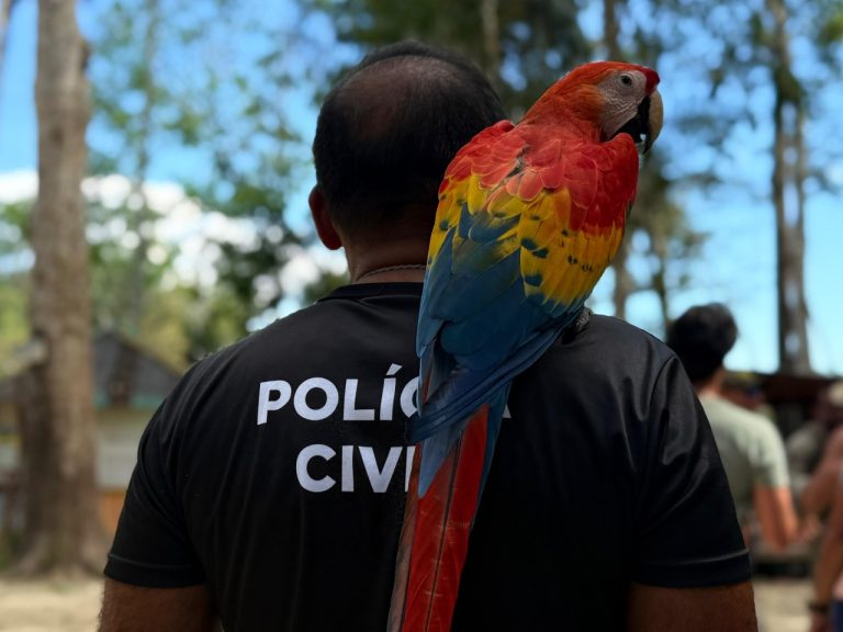Divulgação