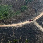 Entidades ressaltam necessidade de preservação da floresta - (crédito: Lula Sampaio)