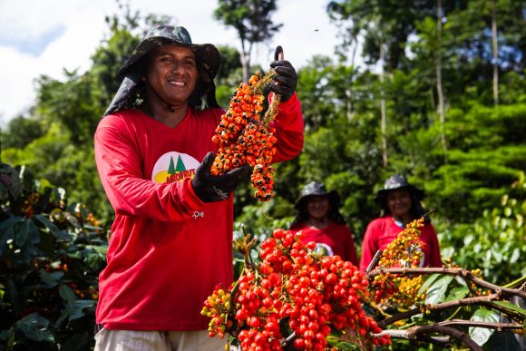 Com o Programa Olhos da Floresta, a Coca-Cola Brasil apoia o plantio e manejo do guaraná, no Amazonas. (Foto: Divulgação)