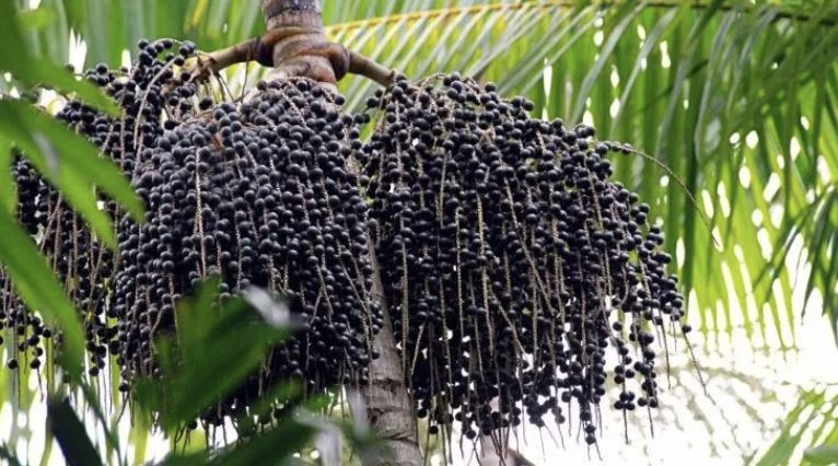 Açaí: 92,9% de sua extração é na região Norte, diz IBGE. (Foto:Reprodução)
