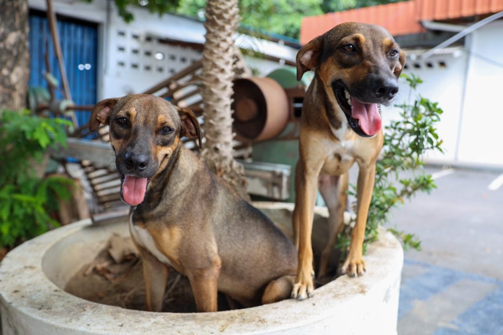 Foto: Arquivo / Semcom