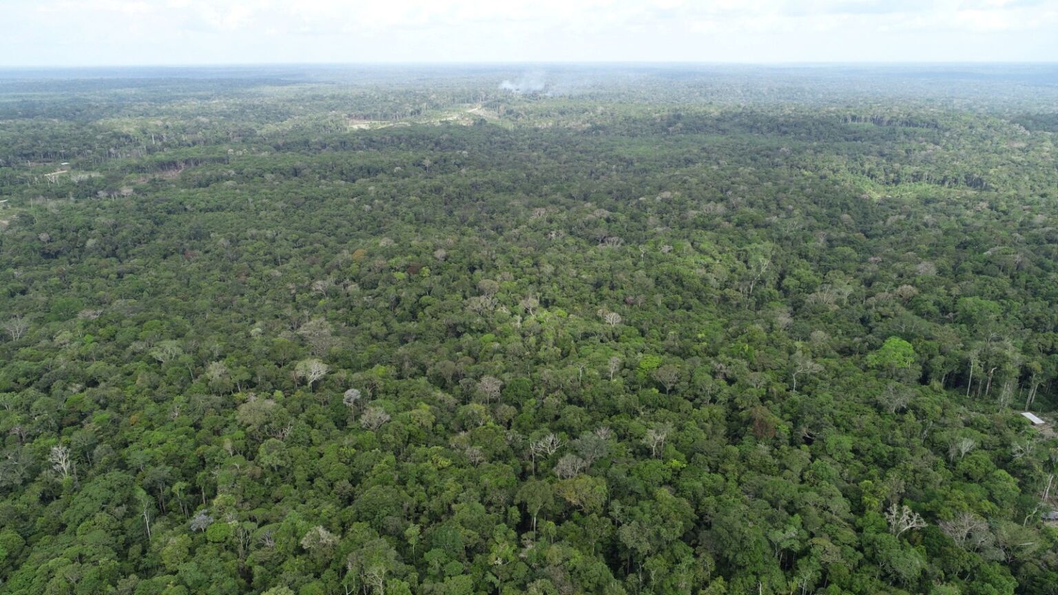 (Foto: arquivo / Ipaam)