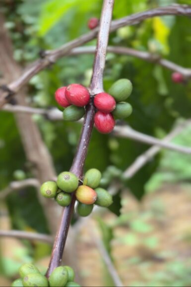 Tapiruna, café com sabor amazônico - cafe 1