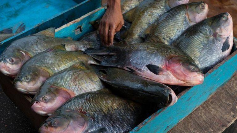 Peixes, como o tambaqui, são criados na China. (Foto:Reprodução)