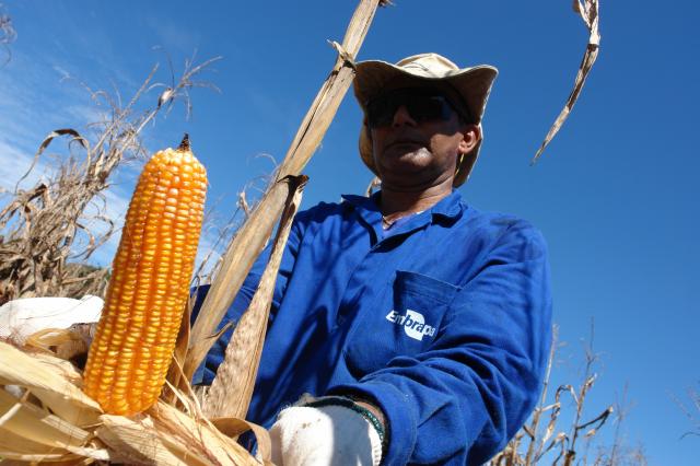 Legenda: Produção agrícola enfrenta impacto climático e econômico