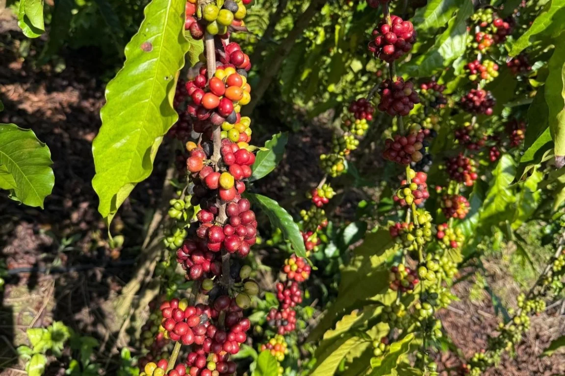 Cafeicultura ganha espaço e reforça produção sustentável no Amazonas. (Divulgação)