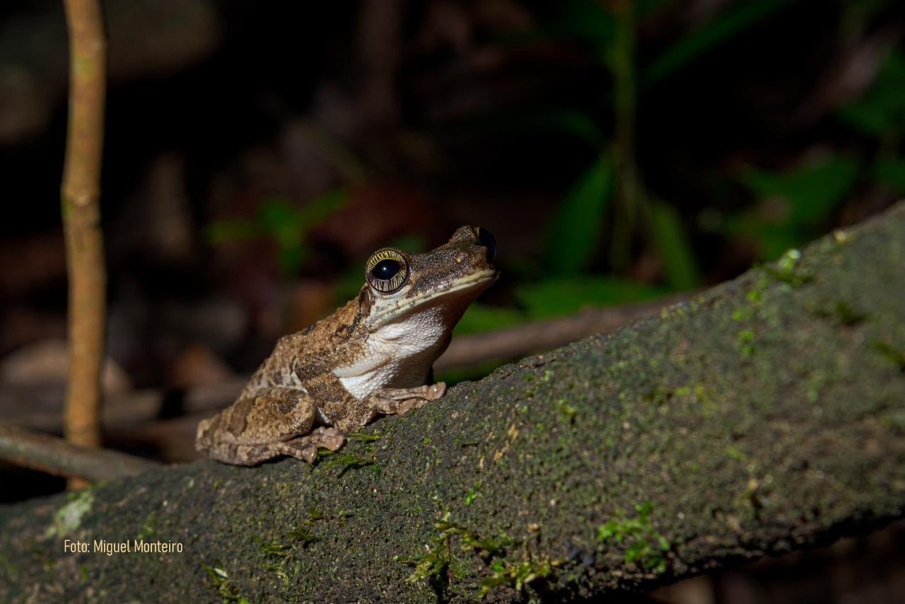 Fotografia na Amazônia: imagens preservam a vida e a biodiversidade das Reservas Mamirauá e Amanã, no Amazonas - mamiraua3 Fotografia na Amazônia: imagens preservam a vida e a biodiversidade das Reservas Mamirauá e Amanã, no Amazonas - mamiraua3