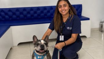 cachorrinho