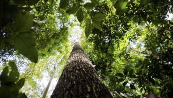 floresta Amazônica